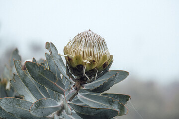 Protea flower with copy space