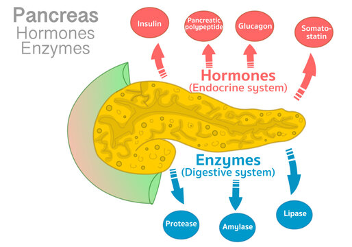 Pancreas function, hormones, enzymes. Hormones: pancreatic polypeptide, somatostatin, insulin, glucagon. Enzymes amylase, lipase, and protease. Digestive endocrine systems. Vector illustration
