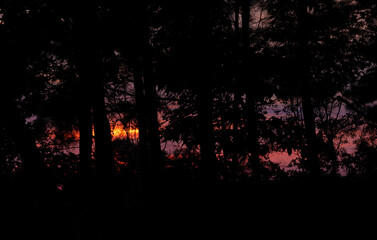 Sun's orange glow through the trees