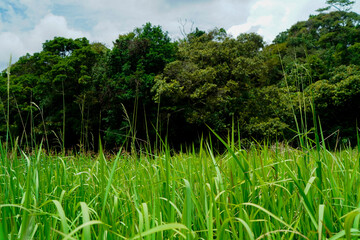 A lush green field stretches towards a line of trees in the distance, with a cloudy blue sky above.