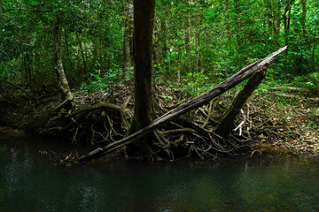 Dense forest with a calm stream and natural bridge, capturing the wild beauty of untouched wilderness