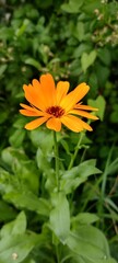 Calendula bud in the grass in the field. Medicinal and cosmetic plant