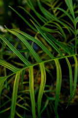 close up of Philodendron polypodioides eaves, tropical garden, indoor plants, spot variegated...