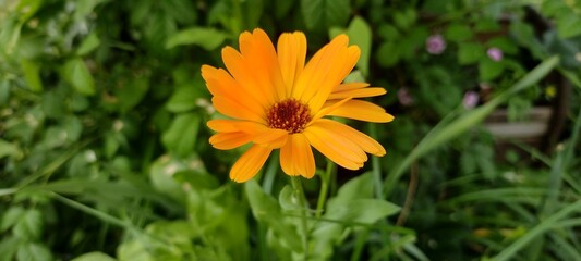 Calendula bud in the grass in the field. Medicinal and cosmetic plant