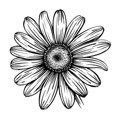 Simple Line Drawing of a Daisy Flower