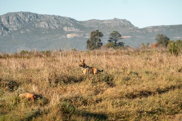 Dog standing in a grassy field with mountains in the background on a clear day.