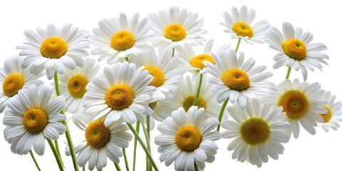 daisies flower on transparent background