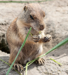 Prairie Dogs in the Zoo