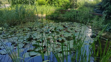 Water lily flower with leaves in a small pond of water