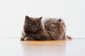 Gato peludo acostado mirando al frente,