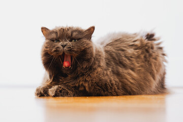 Gato Bostezando acostado en un fondo blanco