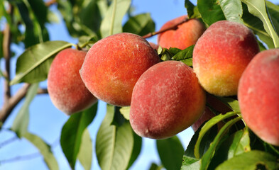 close-up of the ripe organic peaches branch in the orchard at sunny summer day