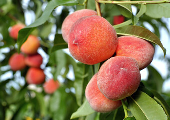 close-up of the ripe organic peaches branch in the orchard at sunny summer day