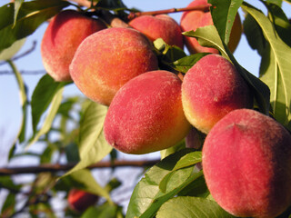 close-up of the ripe organic peaches branch in the orchard at sunny summer day