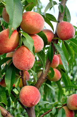  close-up of the ripe organic peaches branch in the orchard at sunny summer day