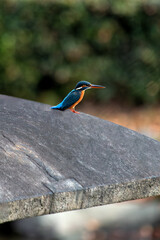 Common Kingfisher (Alcedo atthis) - Commonly Found in Europe, Asia, and North Africa