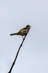 Whitethroat (Sylvia communis) - Commonly Found in Europe and Western Asia