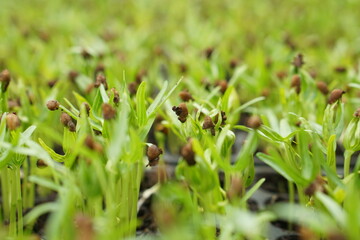 kangkung or water spinach, 3 day old hydroponic water spinach sprout seeds on a hydroponic seedling tray board