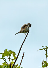 Whitethroat (Sylvia communis) - Commonly Found in Europe and Western Asia