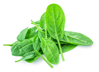 Fresh spinach leaves with water drops isolated on a white background. Espinach Close up. Wet green baby Spinach leaves  macro