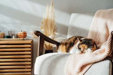 Fototapeta na wymiar Stylish modern Scandinavian interior of living room with seasonal autumn decorations on the wooden console and sleeping cat on the armchair in sunset light. Cozy home interior design with a fall mood.