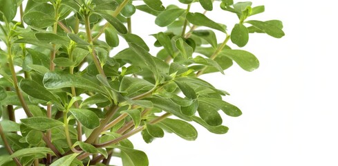 green purslane leaves, scientific name portulaca oleracea, isolated on white background