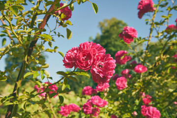 róże pnące  © Marcin Łazarczyk