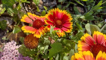 Gaillardia pulchella orange flower in the garden