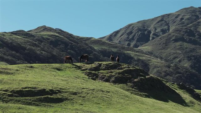 Cinematic aerial view of mountain landscape with wild horses grazing on the top. Yungas, Argentina, Tucuman, Taf&iacute; del Valle, Quebrada del Portugues..