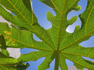 Fototapety na wymiar - Fototapeta24.pl