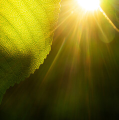 Large leaf of a tree illuminated by the sun close-up