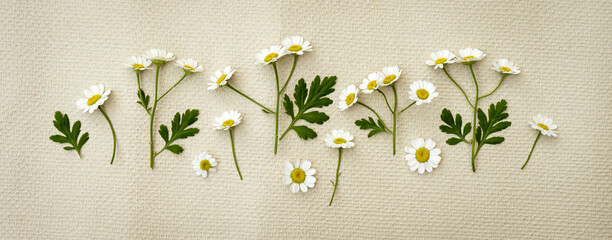 Composition of white small daisies on paper close-up