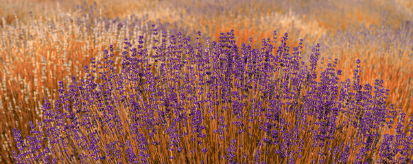 Bright colorful lavender blooming on the field