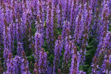 Bright colorful lavender blooming on the field