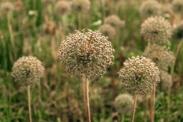 Globular blooming cute original unusual plants close-up