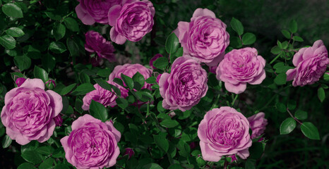 Background of large beautiful blooming pink roses close up