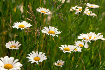 Large white cute daisies blooming on a green meadow