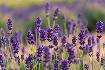 Bright colorful lavender blooming on the field