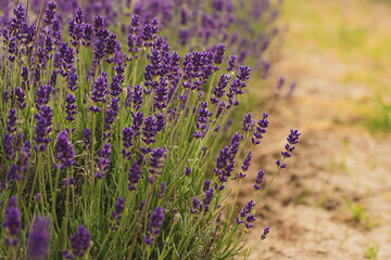 Bright colorful lavender blooming on the field