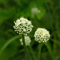 Onion flowers close up on green background
