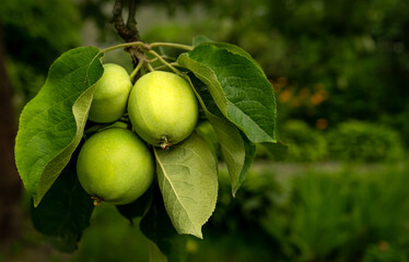 Unripe green apples on a tree close-up.