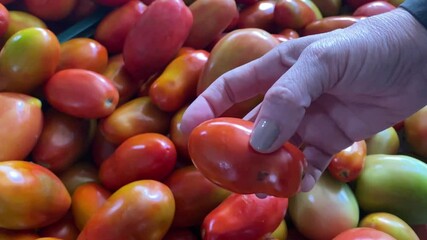 Succulent tomato berries, botanical fruit food, farming quality control
