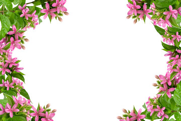 Pink  flower frame isolated