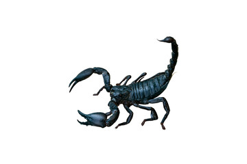 Scorpion isolated