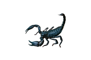 Scorpion isolated