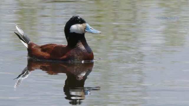 Slo Mo: Male Ruddy Duck waterfowl floating on wetland pond shakes tail