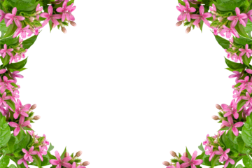 Pink flower frame isolated