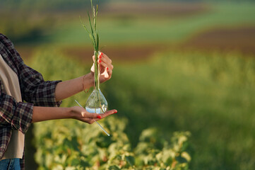 Successful results, plant in test tube. Young woman is on the beautiful agricultural field at daytime