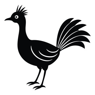 recommend clip art:  Elegant Lyrebird Silhouette Art Design Illustration