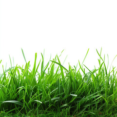 green grass with white background